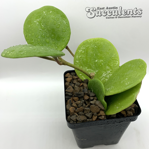 Hoya obovata