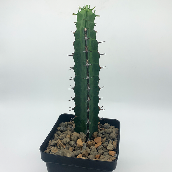 Euphorbia tescorum East Austin Succulents