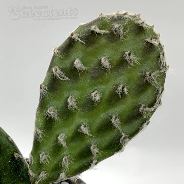 Opuntia decumbens