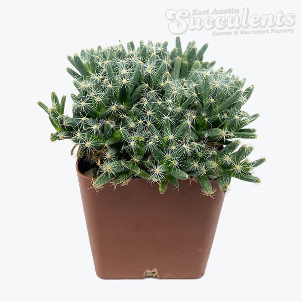 Trichodiadema densum