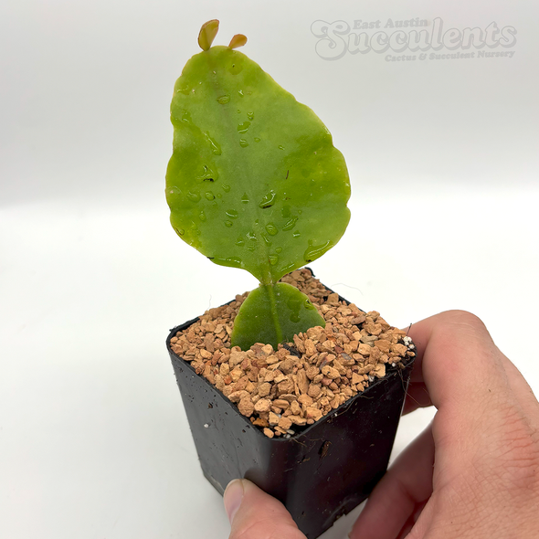Rhipsalis pachyptera