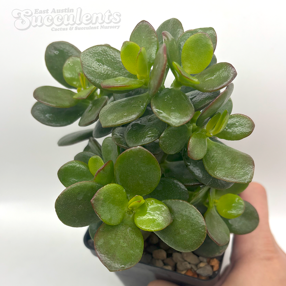 Crassula ovata minima