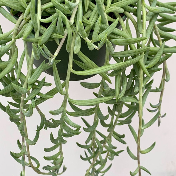 'Fish Hook' (Senecio radicans) [XL]