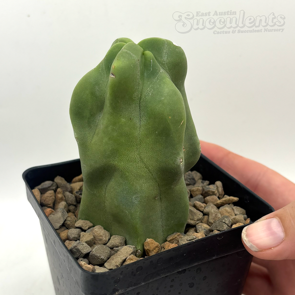 Lophocereus schottii monstrose totem pole cactus for sale at East Austin Succulents