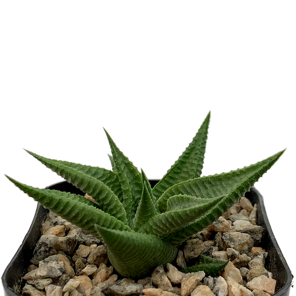 Haworthia limifolia 'Gollel'