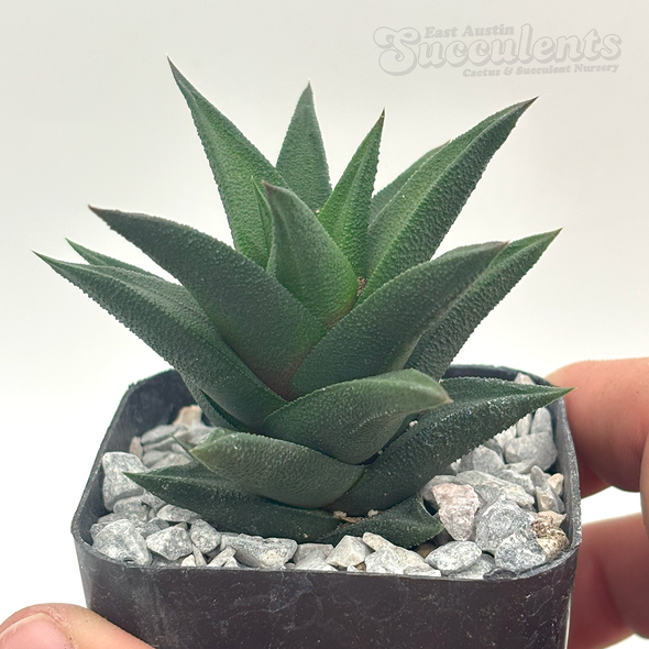 Haworthia viscosa var. tortuosa