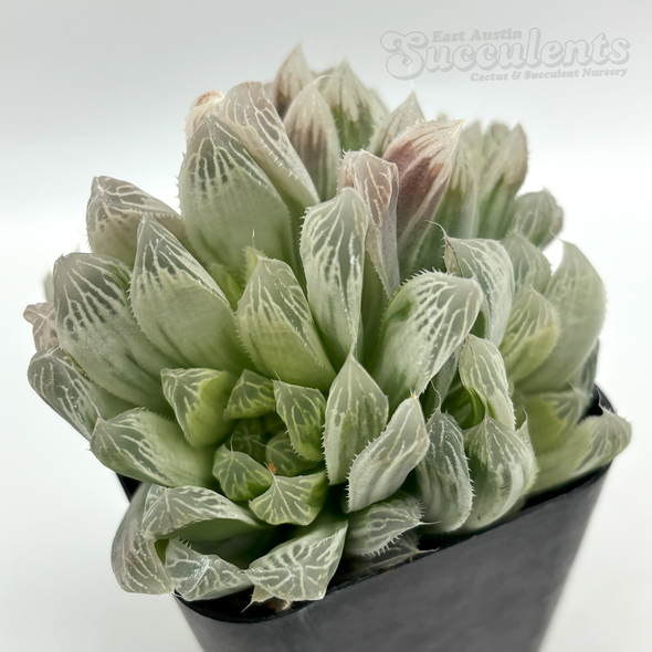 Haworthia cooperi var. gracilis (white variegated)