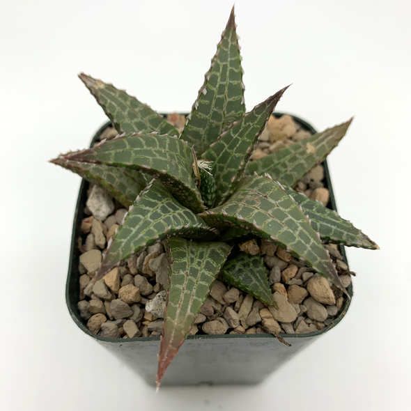 Haworthia tessellata ''TK-E''