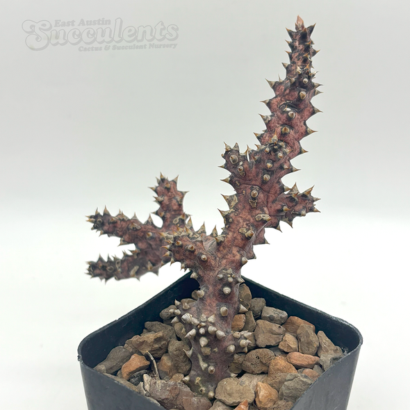 Edithcolea grandis