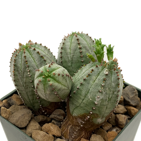 Euphorbia obesa hybrid "Taku Jo"