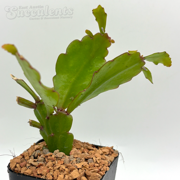 Rhipsalis rhombea