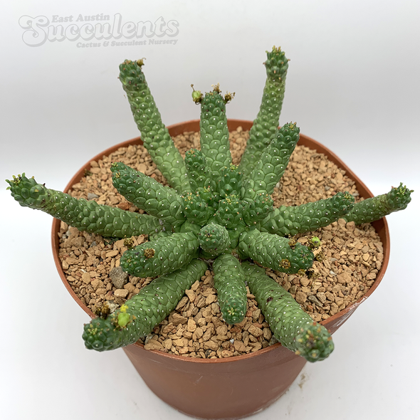 Euphorbia esculenta hybrid