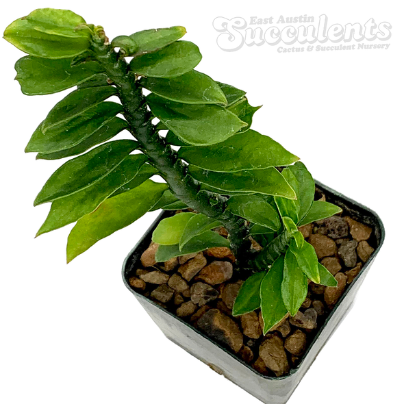 Pedilanthus tithymaloides 'Devil's Backbone'
