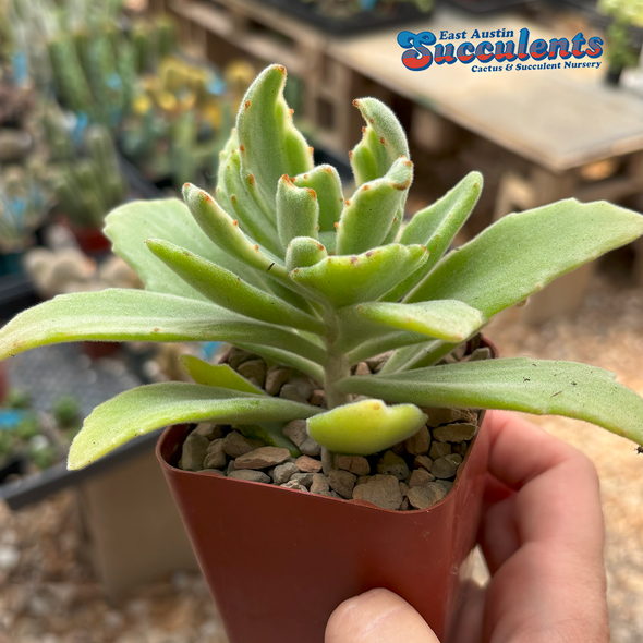 Kalanchoe behartii