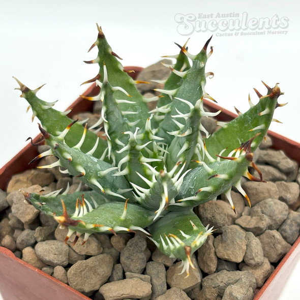 Aloe erinacea