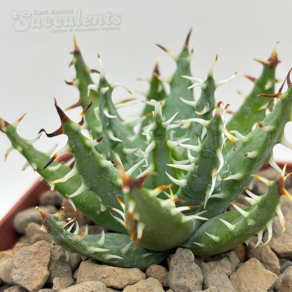 Aloe erinacea