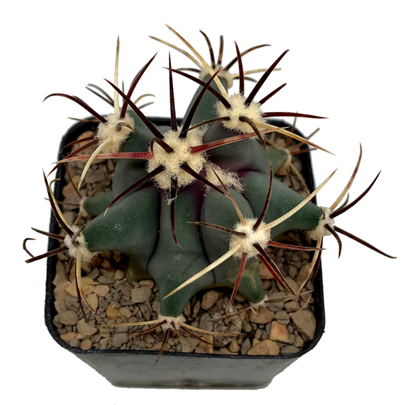 Ferocactus emoryi