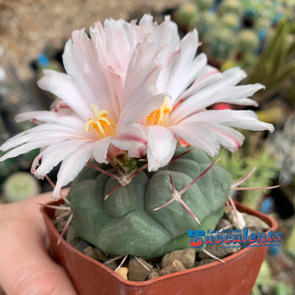 Thelocactus hexaedrophorus