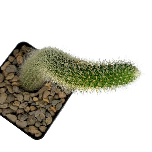 Cleistocactus winteri subs. colademononis 'Monkey's Tail' [Small]