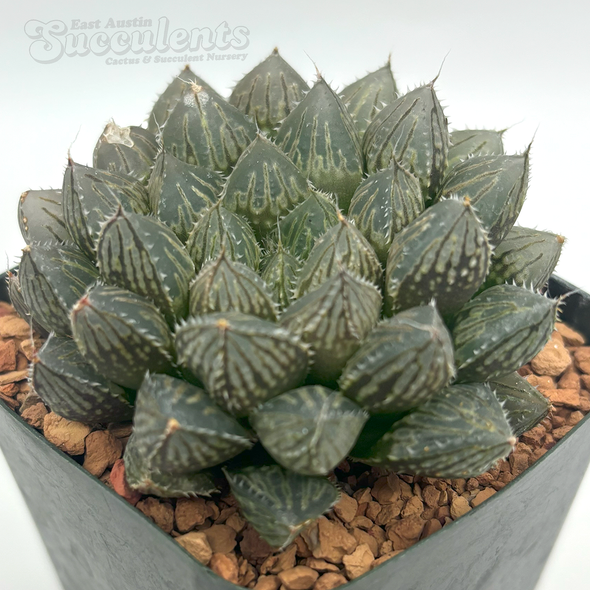 Haworthia obtusa hybrid 'Mirror Ball'