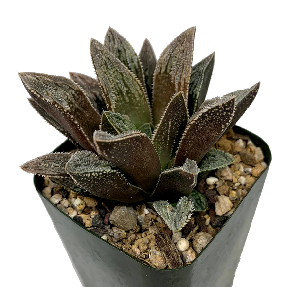 Haworthia 'Hakuseijou'