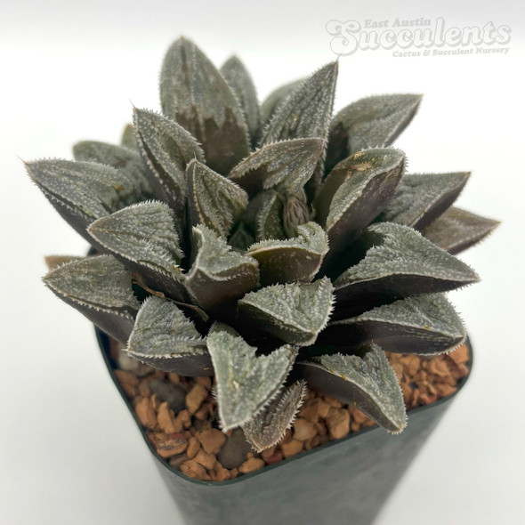 Haworthia 'Hakuseijou'