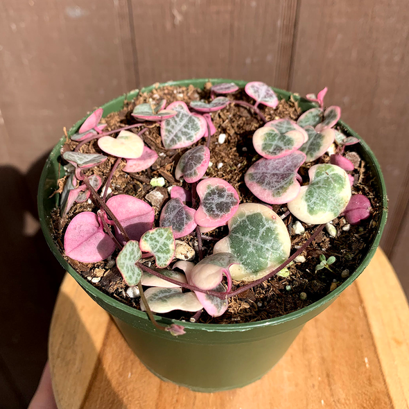 Ceropegia woodii 'String of Hearts' Variegated