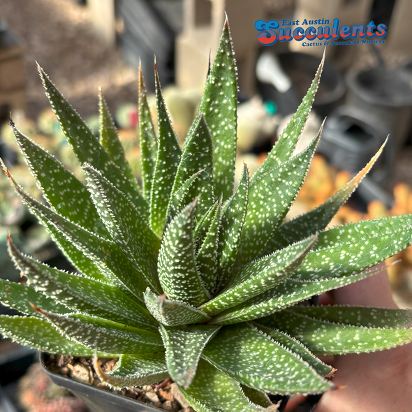 Gasteraloe beguinii