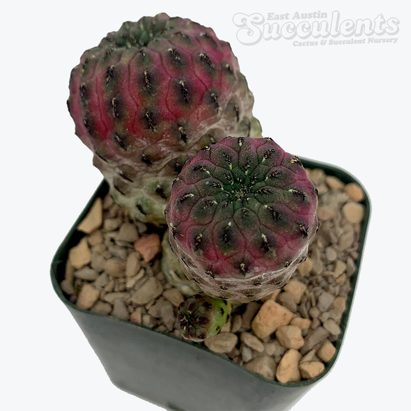Sulcorebutia rauschii f. violacidermis
