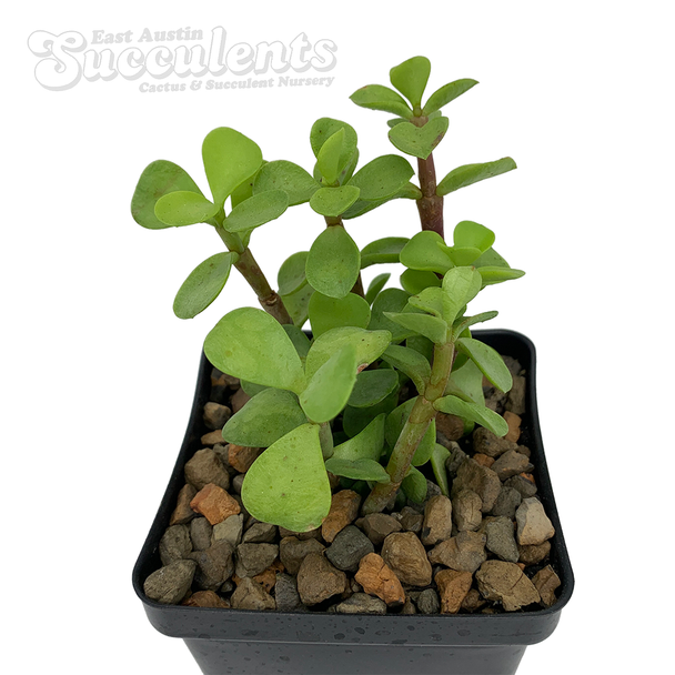 Portulacaria afra