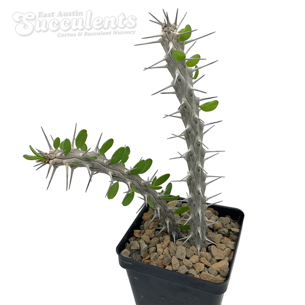 Alluaudia procera
