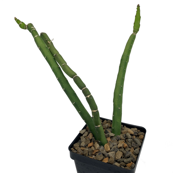 Selenicereus urbanianus monstrose