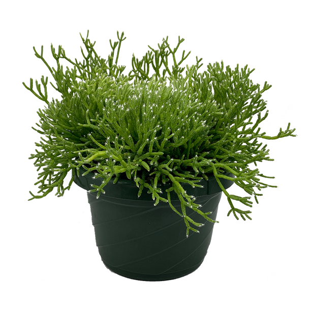 Rhipsalis cereuscula “Coral Cactus” [XL]