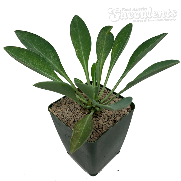 Euphorbia bupleurifolia "Pine Cone Plant"
