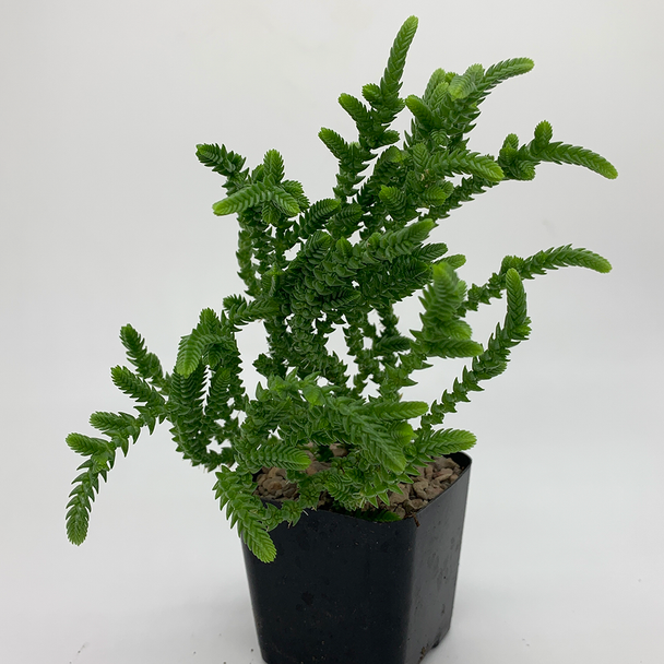 Crassula 'Imperialis'