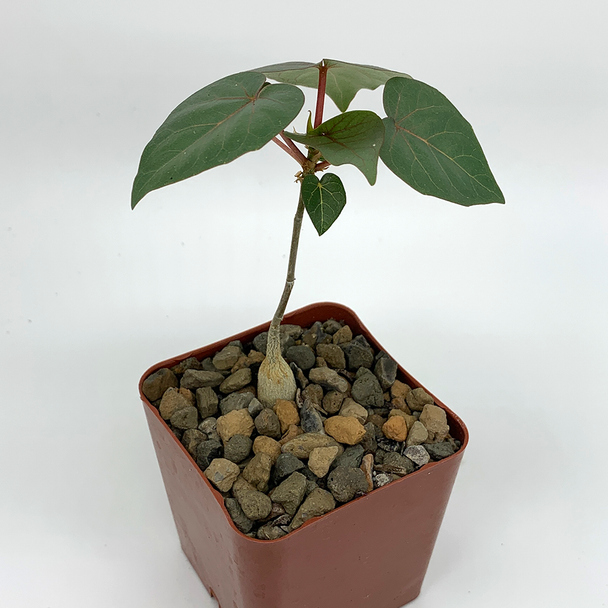 Ficus petiolaris [Small]