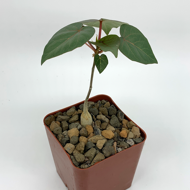 Ficus petiolaris for sale at East Austin Succulents