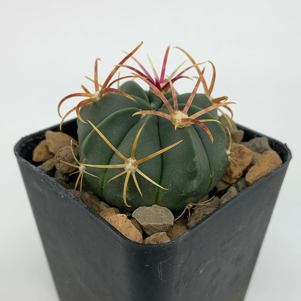 Ferocactus macrodiscus