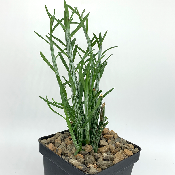 Senecio hebdingii