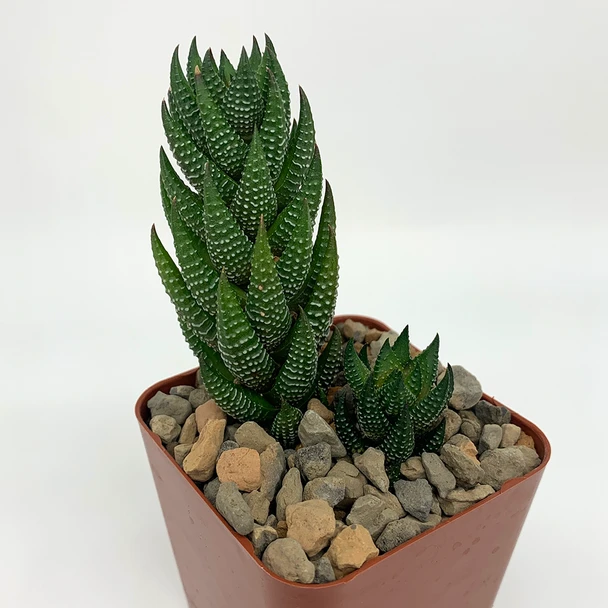 Haworthiopsis reinwardtii
