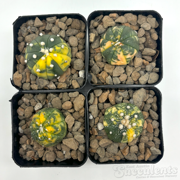 Astrophytum asterias variegata [Single Plant]