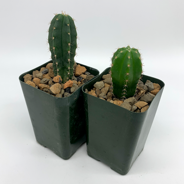 Trichocereus Mystery Twin Pack [Mini] for sale at East Austin Succulents