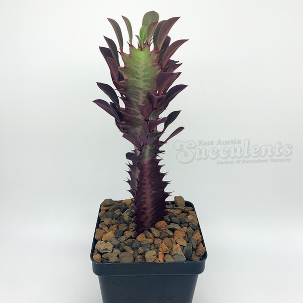 Euphorbia trigona monstrose 'Twisted Rubra' [Small]
