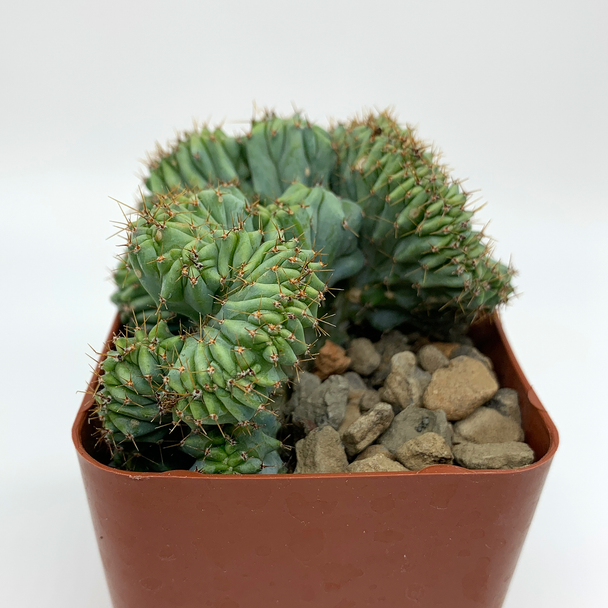 Myrtillocactus 'Elite' cristata monstrose [Small] for sale at East Austin Succulents