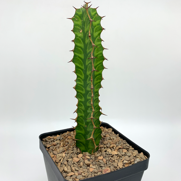 Euphorbia pseudocactus ssp. pseudocactus for sale at East Austin Succulents