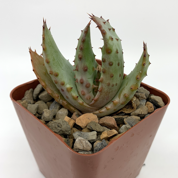 Aloe ferox 'Bitter Aloe' for sale at East Austin Succulents
