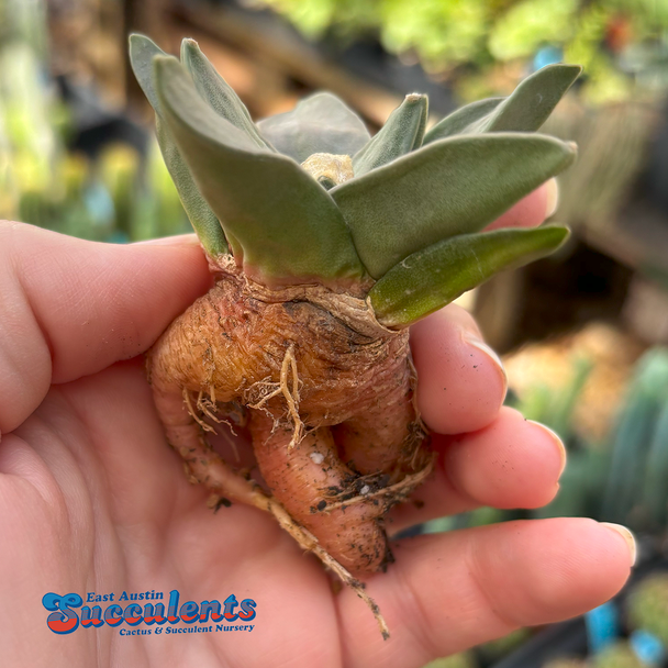 Ariocarpus retusus
