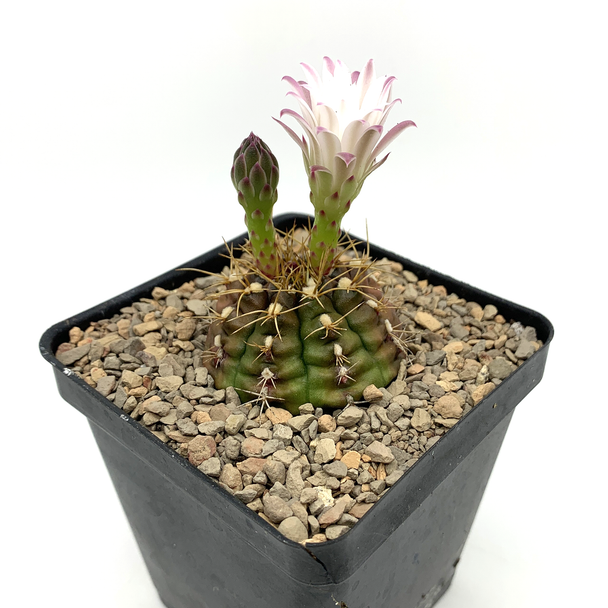 Gymnocalycium damsii rubores for sale at East Austin Succulents