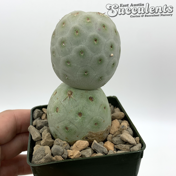Tephrocactus geometricus for sale at East Austin Succulents