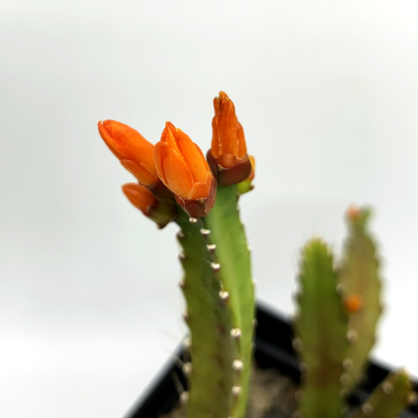 Rhipsalis monacanthum for sale at East Austin Succulents